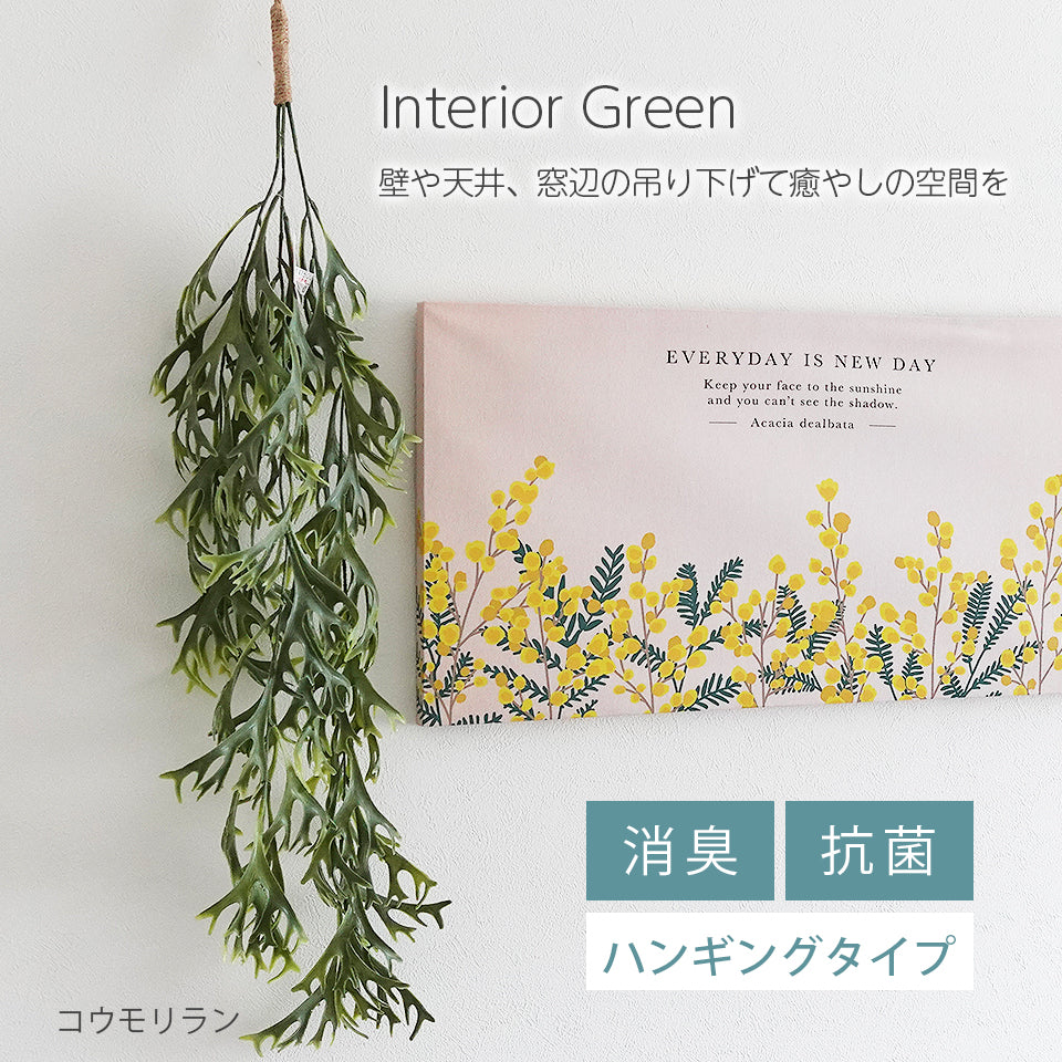 インテリアグリーン コウモリラン