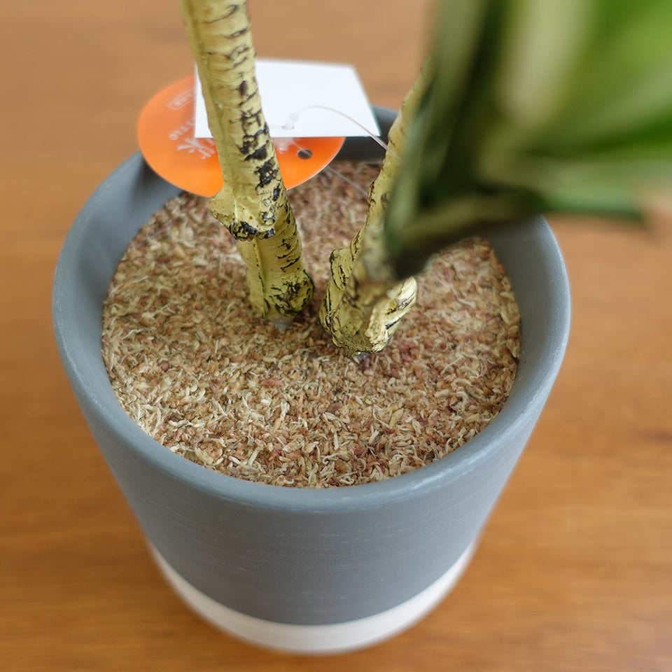 セラミックポット ドラセナ インテリアグリーン フェイクグリーン 造花 消臭効果 抗菌効果 植物 枯れない