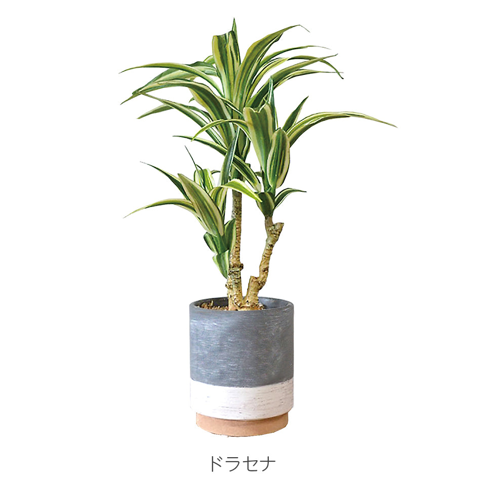 セラミックポット ドラセナ インテリアグリーン フェイクグリーン 造花 消臭効果 抗菌効果 植物 枯れない