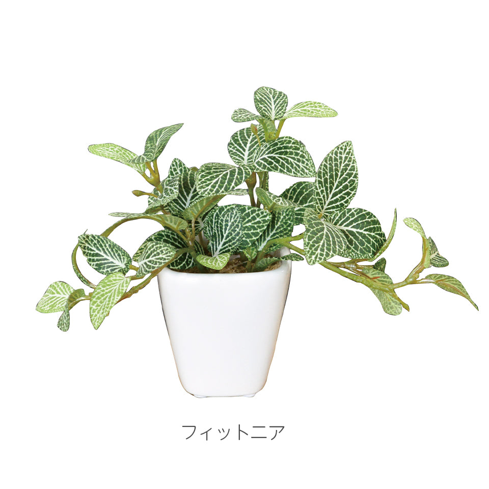 KUポット フィットニアKU インテリアグリーン フェイクグリーン 造花 消臭効果 抗菌効果 植物 枯れない