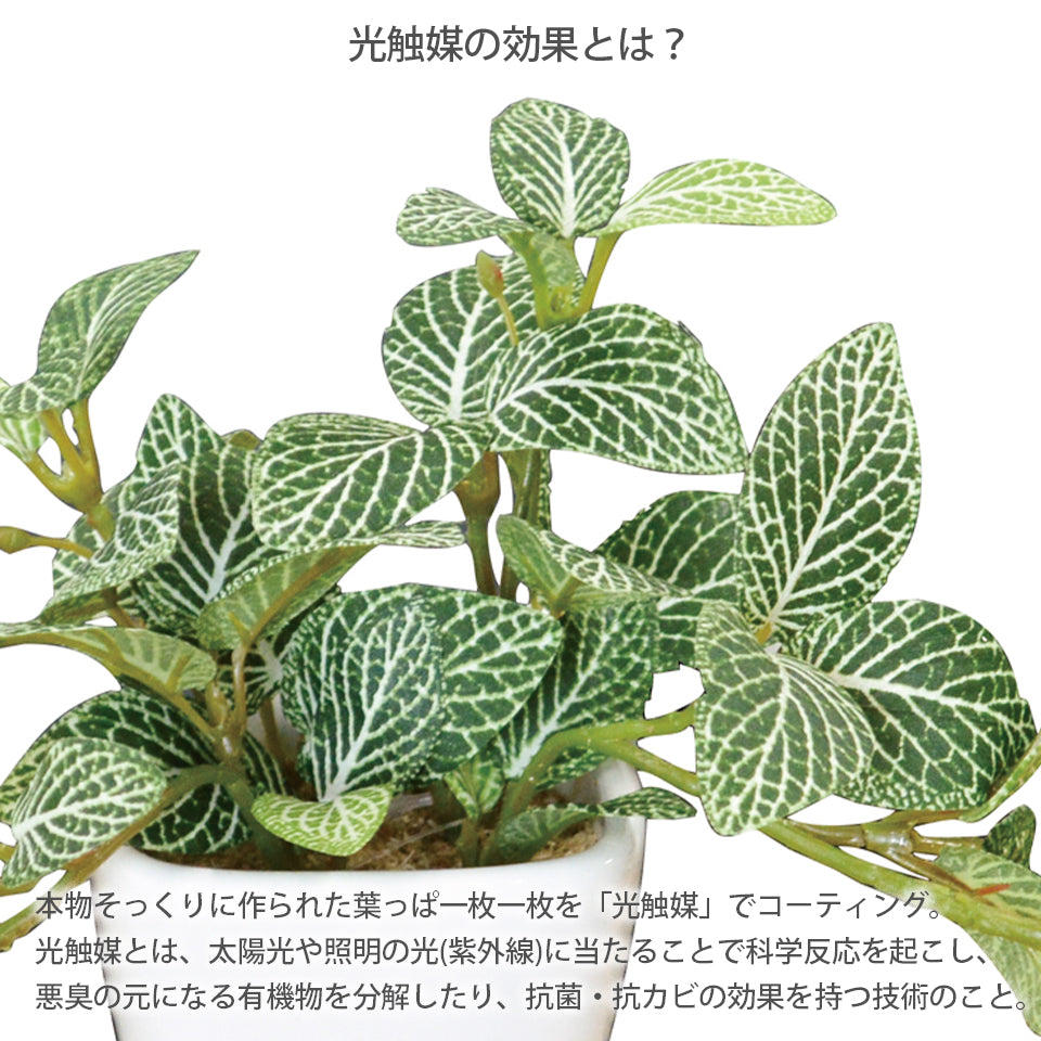 KUポット フィットニアKU インテリアグリーン フェイクグリーン 造花 消臭効果 抗菌効果 植物 枯れない