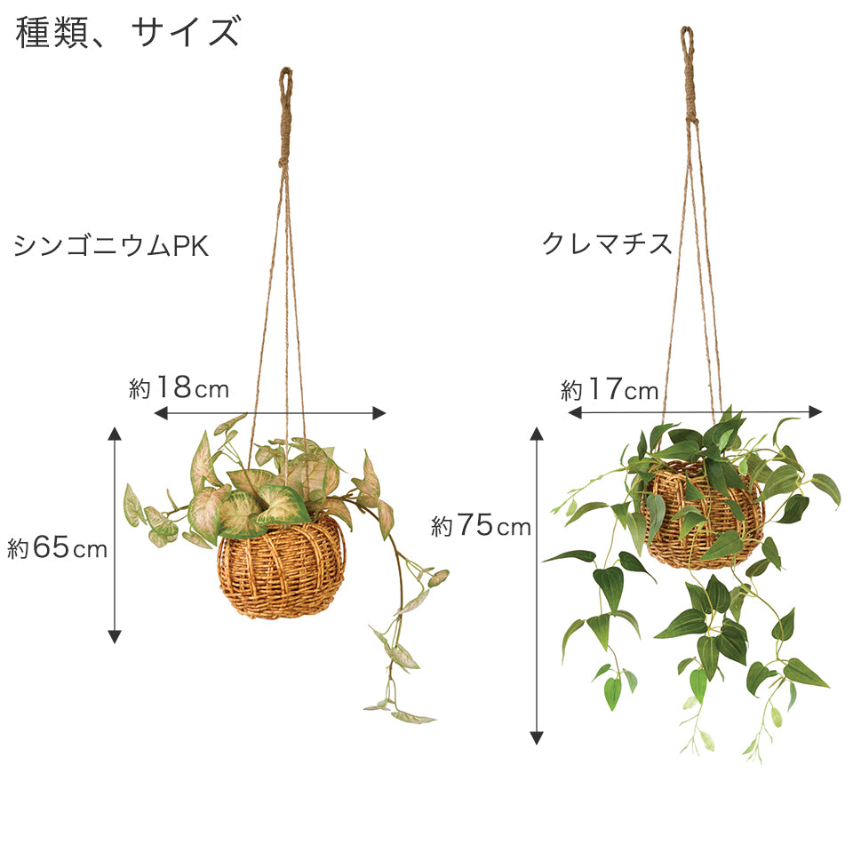 種類、サイズ シンゴニウムPK 直径/約18cm 長さ/約65cm クレマチス 直径/約17cm 長さ/約75cm (吊り下げ紐を除く長さ)