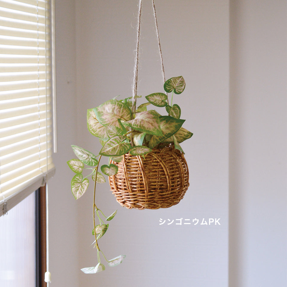 種類:シンゴニウムPK