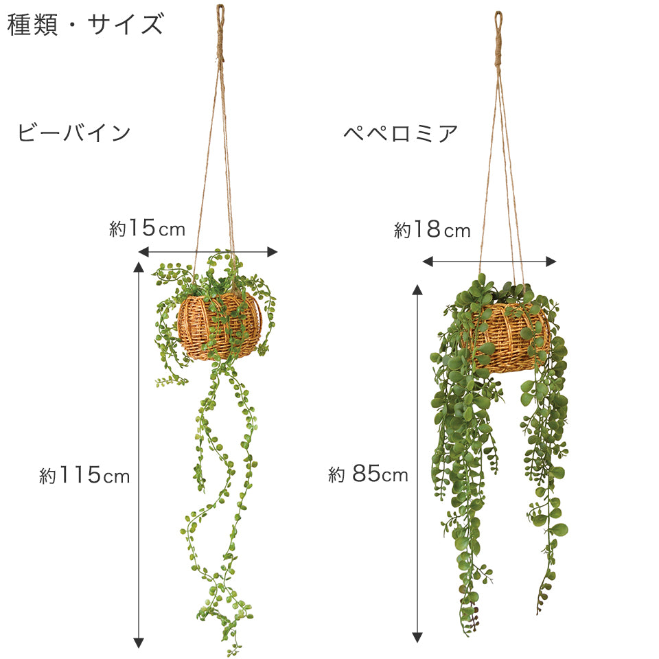種類、サイズ ・ビーバイン 直径/約15cm 長さ/約115cm ・ペペロミア 直径/約18cm 長さ/約85cm (吊り下げ紐を除いた長さ)