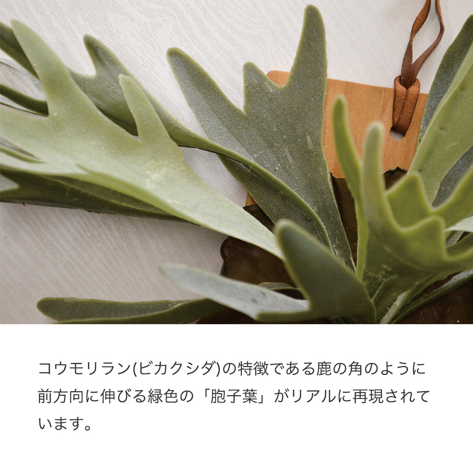 コウモリラン(ビカクシダ)の特徴である鹿の角のように前方向に伸びる緑色の「胞子葉」がリアルに再現されています。