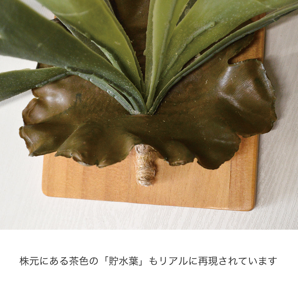株元にある茶色の「貯水葉」もリアルに再現されています