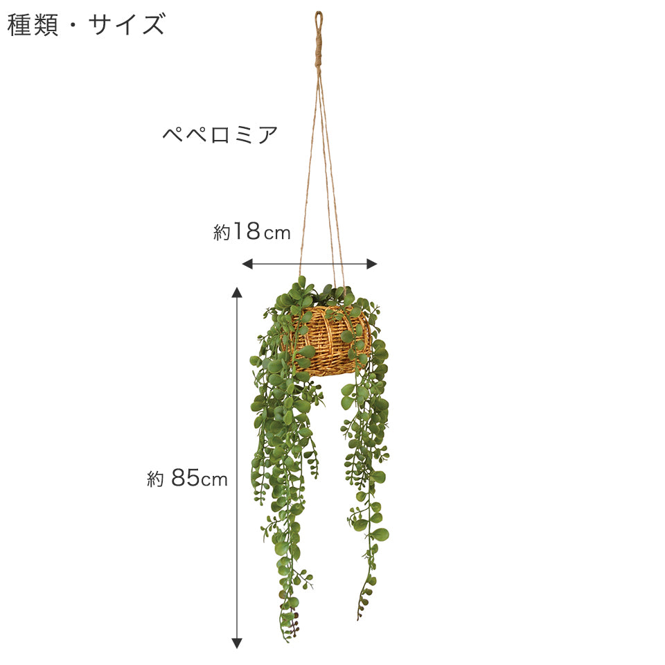 種類：ペペロミア　幅約18cm 高さ85cm(本体のみ)